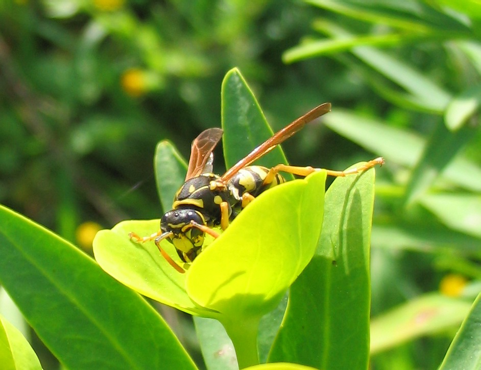 Polistes dominulus